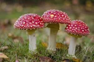 Mushroom