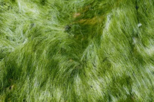 Sea moss