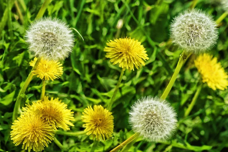 Dandelion