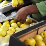Fruit Packaging Jobs in Canada