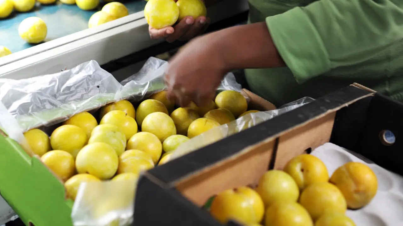 Fruit Packaging Jobs in Canada